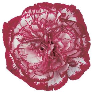 OEILLET NOBLESSE STRIE BLANC BORDEAUX 65