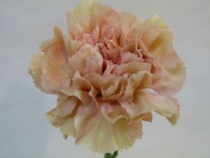 OEILLET CARAMEL blond 55