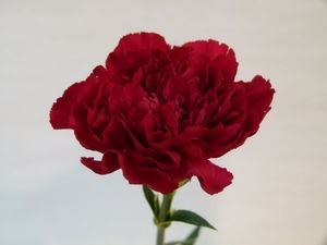 OEILLET CRIMSON TEMPO GRENAT 65