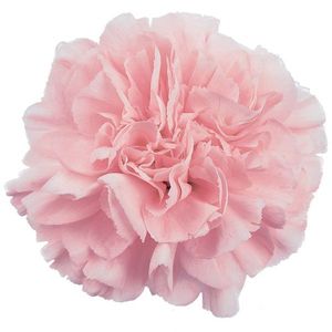 OEILLET PINK MONTEZUMA rose pale 55