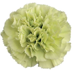 OEILLET PRADO MINT VERT PALE 65