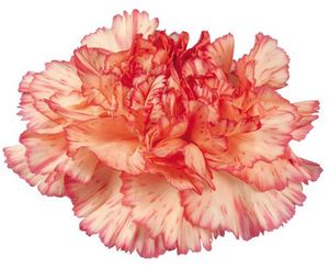 OEILLET STAR orange stri