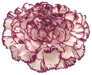 OEILLET ALICIA blanc stri