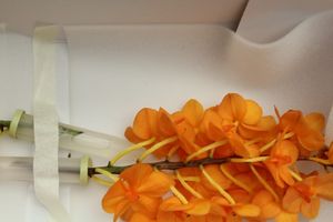 ORCHID. VANDA ORANGE MAGIC 50 X25.