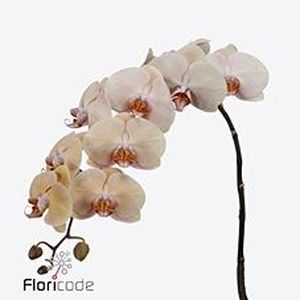 ORCHID. PHALAENOPSIS TAK ROYAL PEACH X4.
