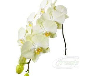 ORCHID. PHALAENOPSIS RISING SUN