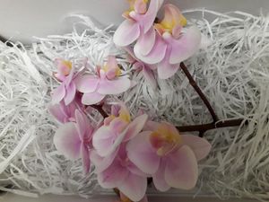 ORCHID. PHALAENOPSIS BABY BLUSH X40.