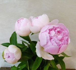 PIVOINE CHIFFON 60 Fleurs de France