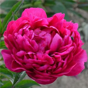 PIVOINE DE PAYS KANSAS Fleurs de France