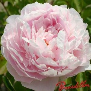 PIVOINE PILOW 70 Fleurs de France