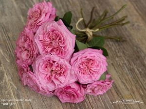 ROSE ASHLEY 50