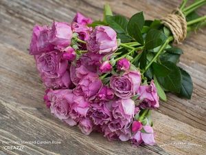 ROSE CREAZZI 50