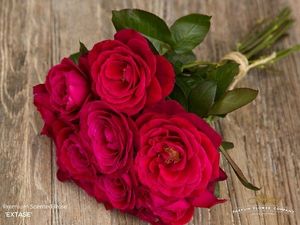 ROSE EXTASE 50