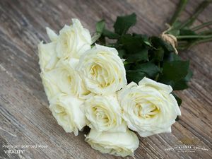 ROSE VITALITY 50