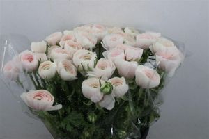 RENONCULE CLONI EX HANOI 45