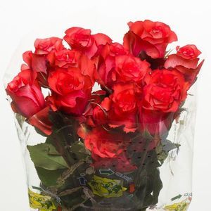 ROSE ALEGRA 50