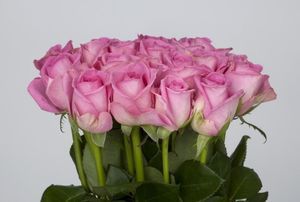 ROSE AQUA 50