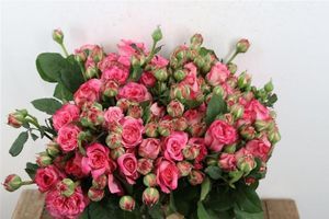ROSE BR. ASHLEY 50