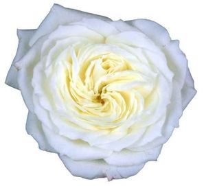 ROSE ALABASTER 50