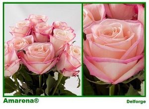 ROSE AMARENA 40