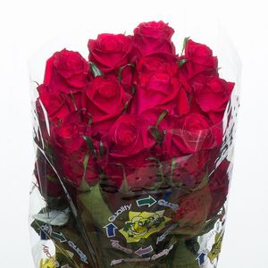 ROSE BRAVE 50