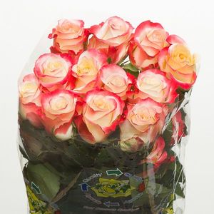 ROSE CABARET 40