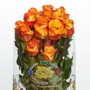 ROSE CAMPARI 50