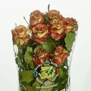 ROSE CANDY APPLE 50