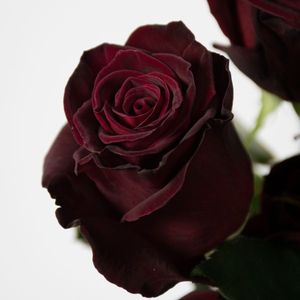 ROSE BLACK BACCARA 70
