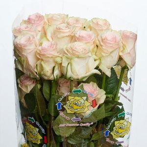 ROSE MARZIPAN 40