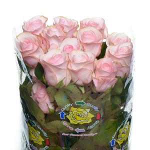 ROSE NOVIA 40
