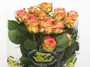 ROSE AMBIANCE 60