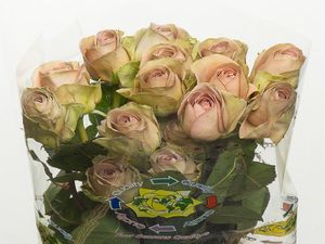 ROSE AMNESIA 50