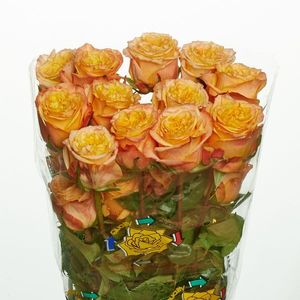 ROSE BALEARES 40