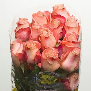 ROSE FADO 50
