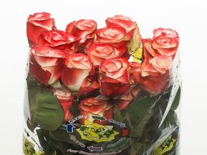ROSE FARFALLA 50