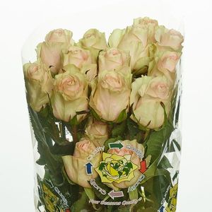 ROSE FRUTTETO 40