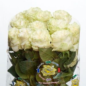 ROSE MOONSTONE 60
