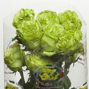 ROSE SUPERGREEN 50