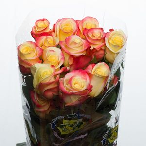 ROSE FLORIDA 50