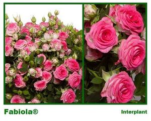 ROSE BR. FABIOLA 40