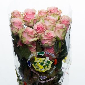 ROSE GERALDINE 50