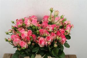 ROSE BR. HISTORY 40