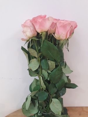 ROSE HERMOSA 40