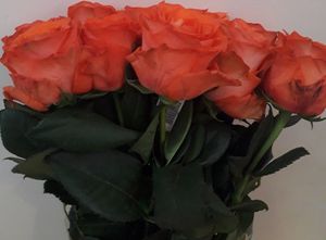 ROSE LIZZY 50