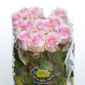 ROSE NENA 50