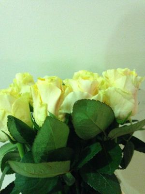ROSE PEACH TACAZZI KENIA 50