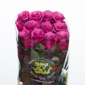 ROSE SHOGUN 50