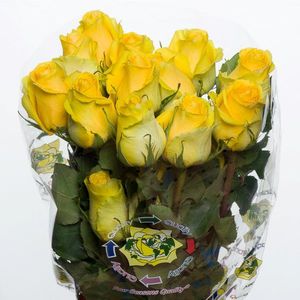 ROSE TARA 50