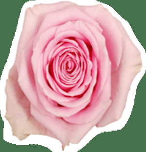 ROSE WHAM KENIA 50